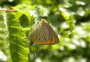 Lycaena ottomana ©  S. Beshkov